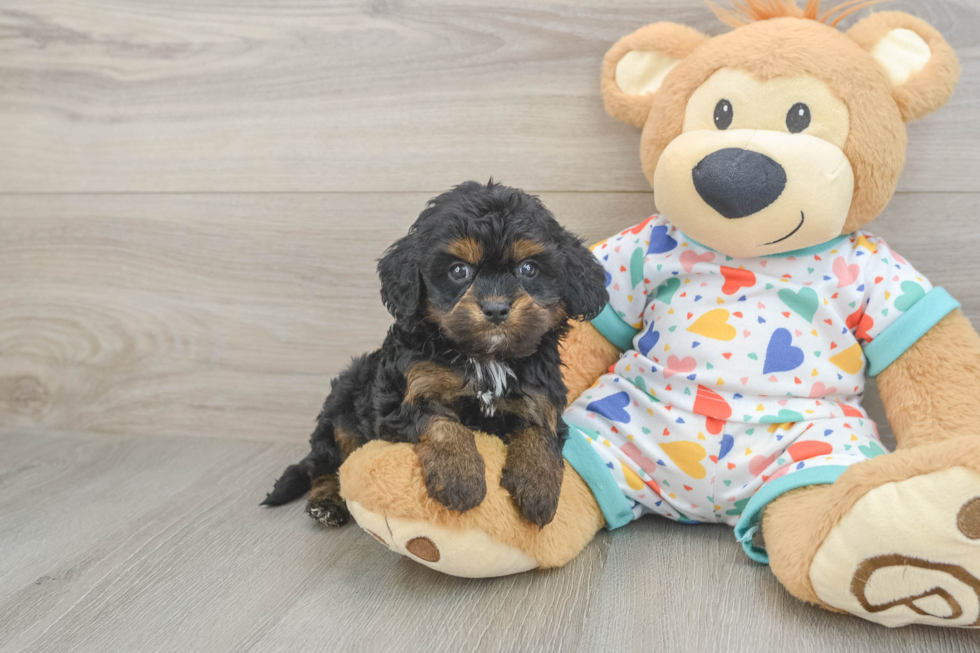 Smart Cavapoo Poodle Mix Pup