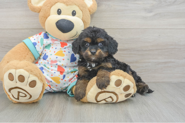 Cavapoo Puppy for Adoption