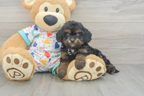 Cavapoo Puppy for Adoption