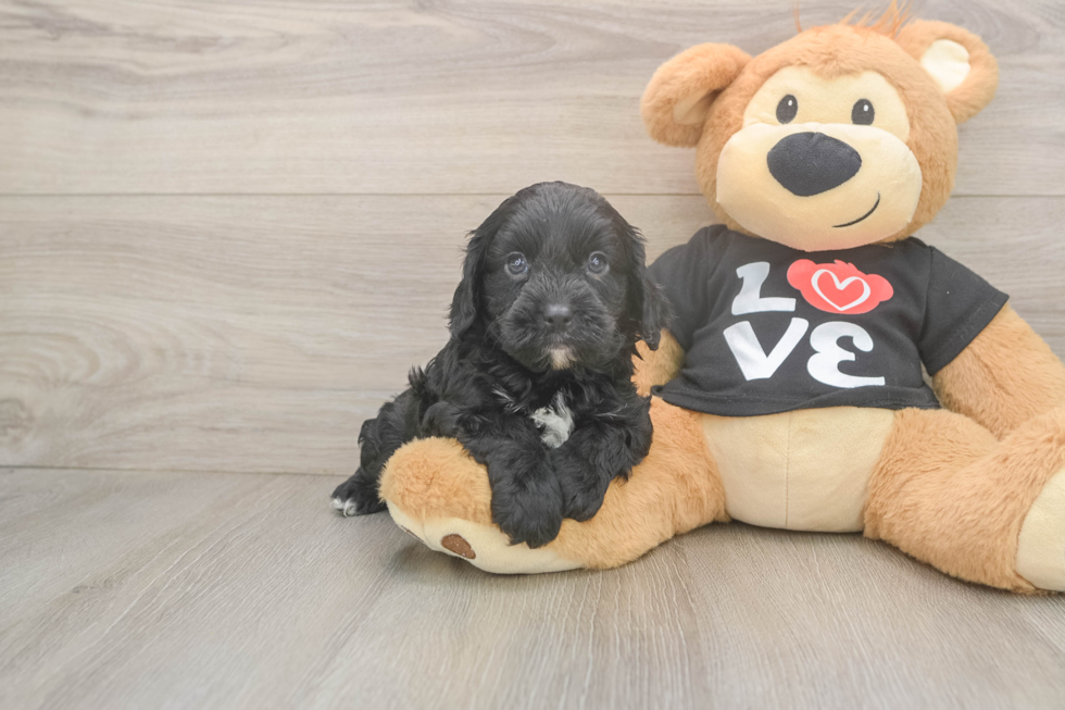 Cavapoo Puppy for Adoption