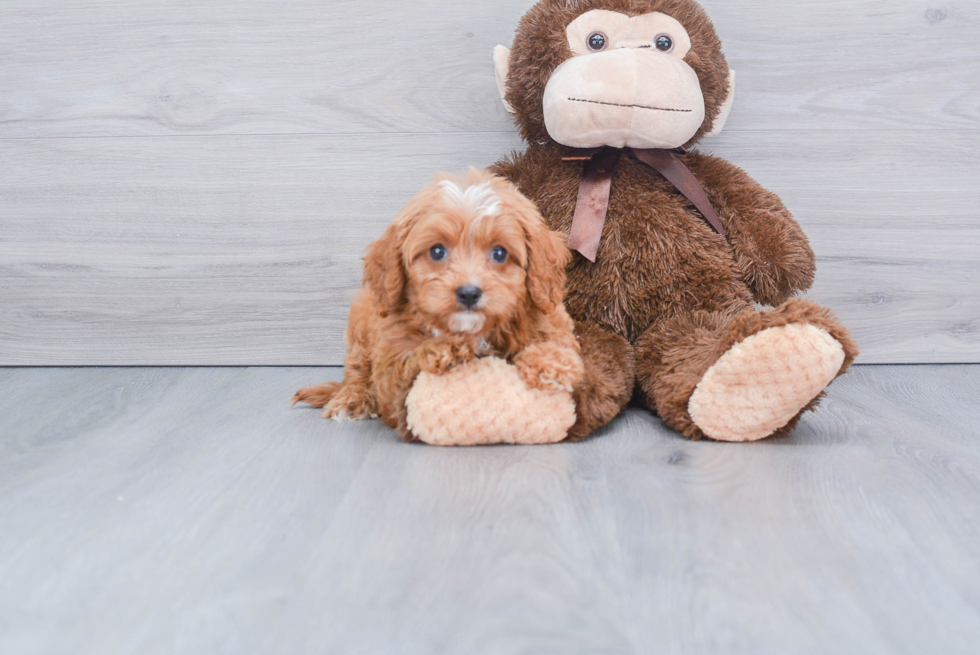 Cavapoo Pup Being Cute