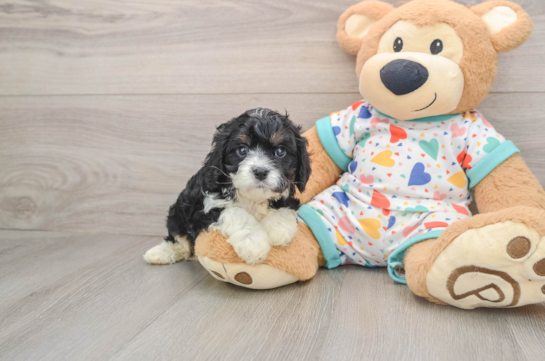 WADE, a Cavapoo littermate