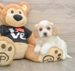 7 week old Cavapoo Puppy For Sale - Premier Pups