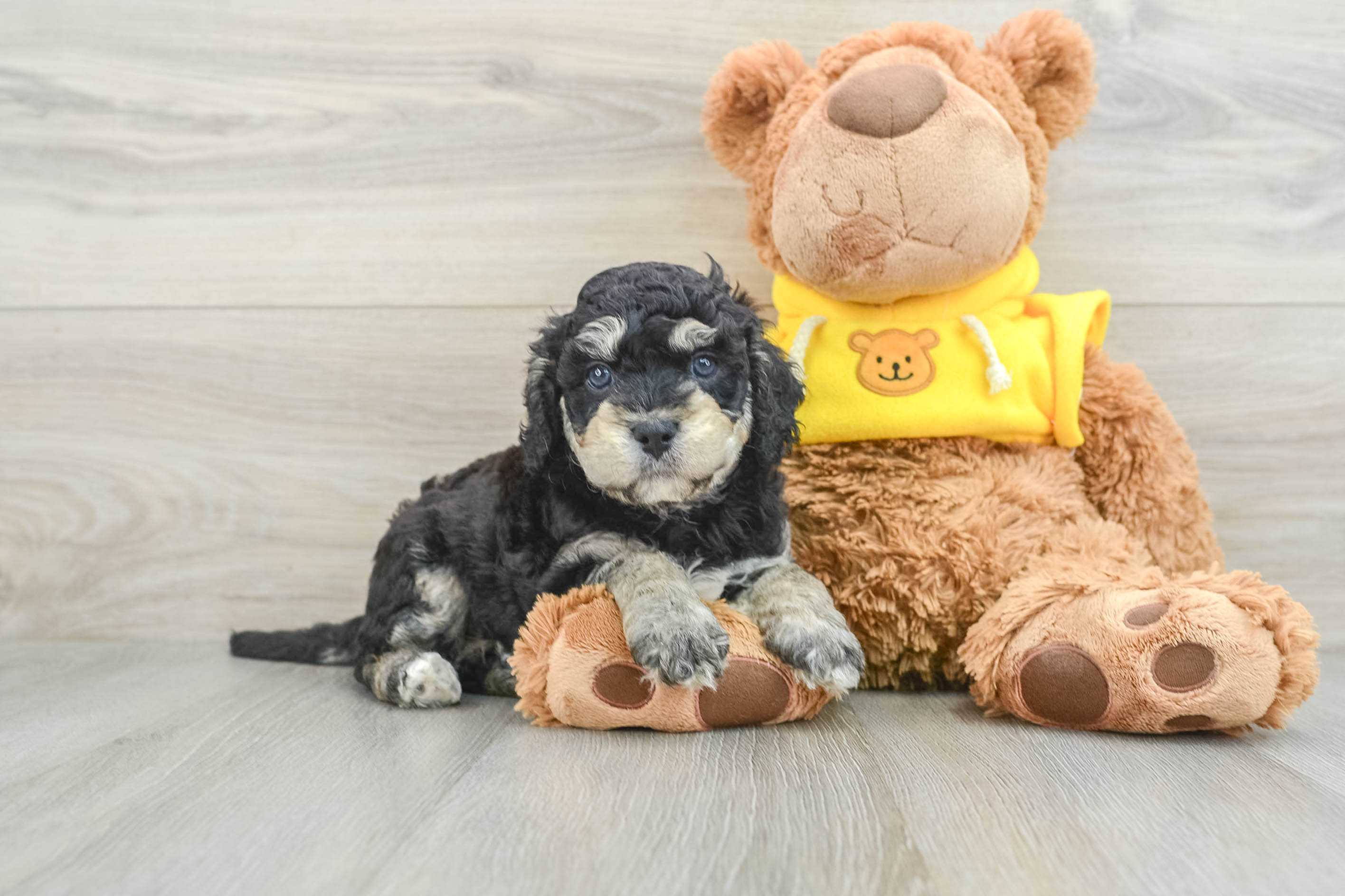Smart Cavapoo Poodle Mix Pup