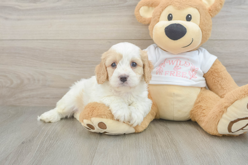 Hypoallergenic Cavadoodle Poodle Mix Puppy