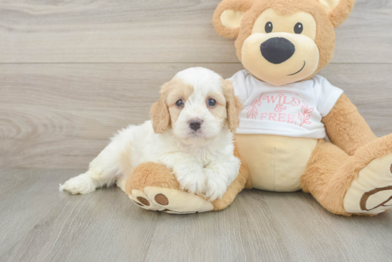 Hypoallergenic Cavadoodle Poodle Mix Puppy