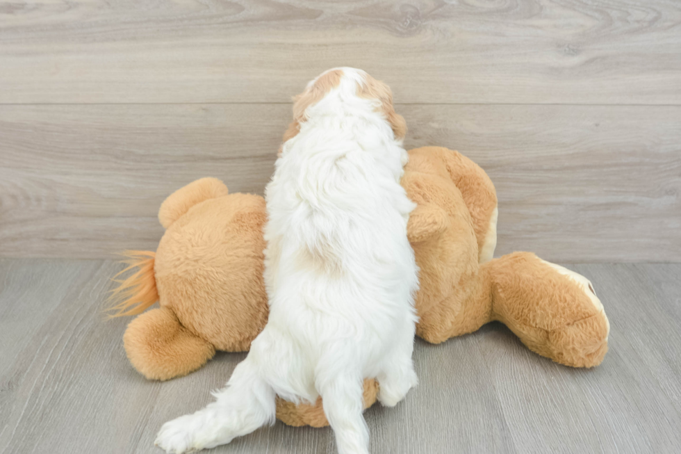 Cavapoo Puppy for Adoption