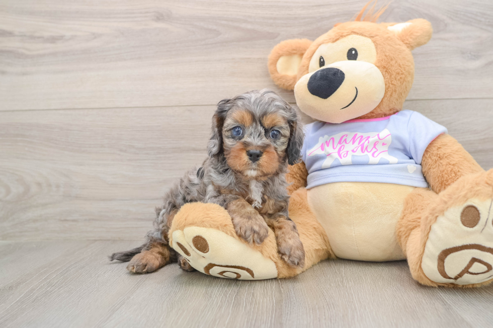 Cavapoo Puppy for Adoption