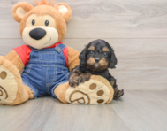 8 week old Cavapoo Puppy For Sale - Premier Pups
