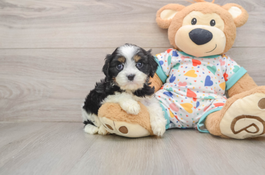 WALKER, a Cavapoo littermate