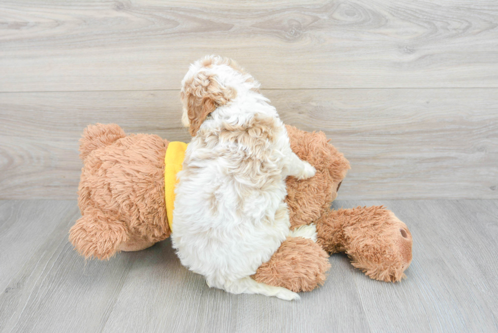 Petite Cavapoo Poodle Mix Pup