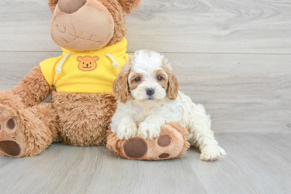 Hypoallergenic Cavoodle Poodle Mix Puppy