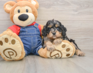 8 week old Cavapoo Puppy For Sale - Premier Pups