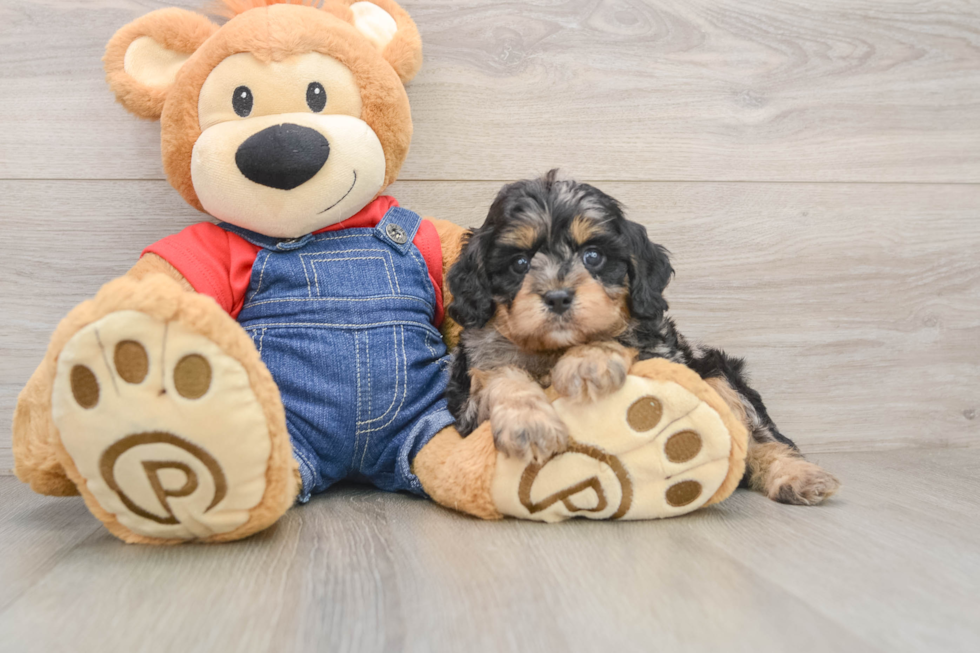Smart Cavapoo Poodle Mix Pup