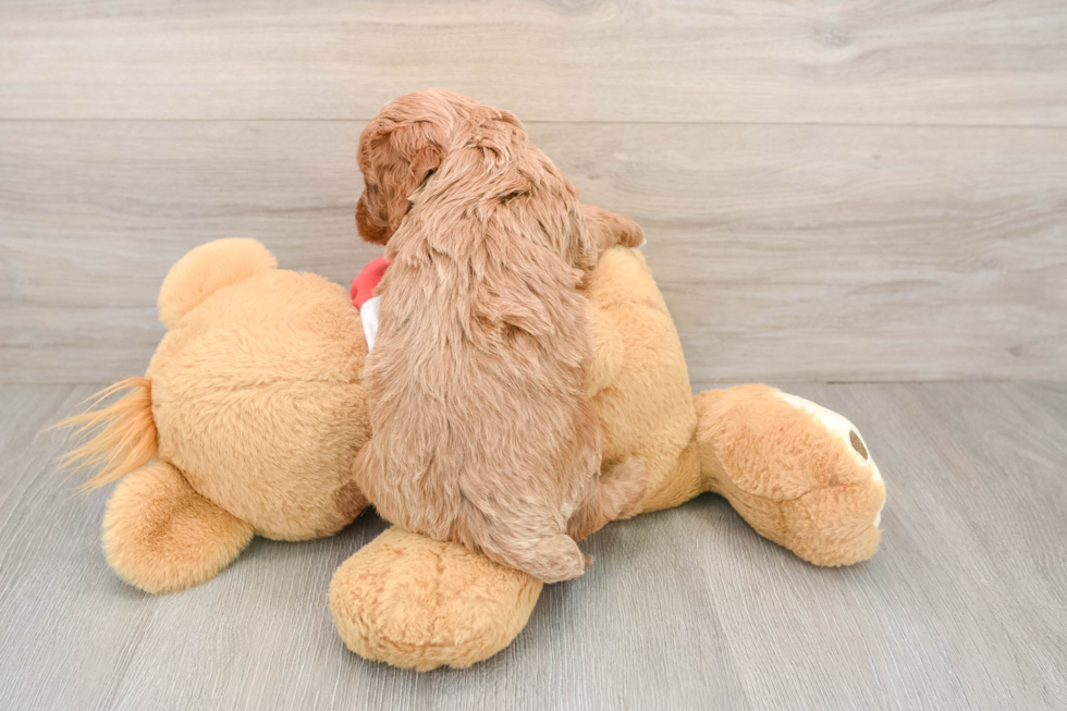 Cavapoo Puppy for Adoption