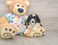 8 week old Cavapoo Puppy For Sale - Premier Pups