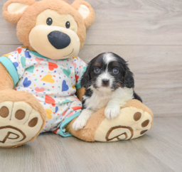7 week old Cavapoo Puppy For Sale - Premier Pups