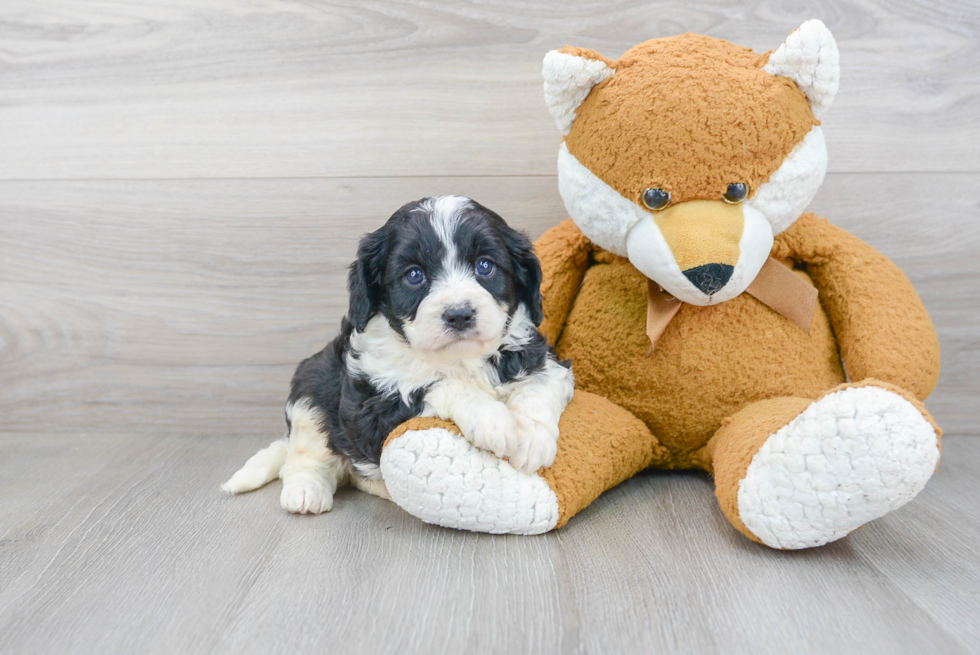 Fluffy Cavapoo Poodle Mix Pup