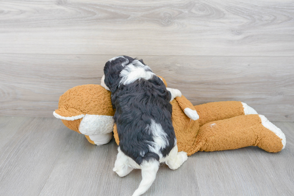Happy Cavapoo Baby