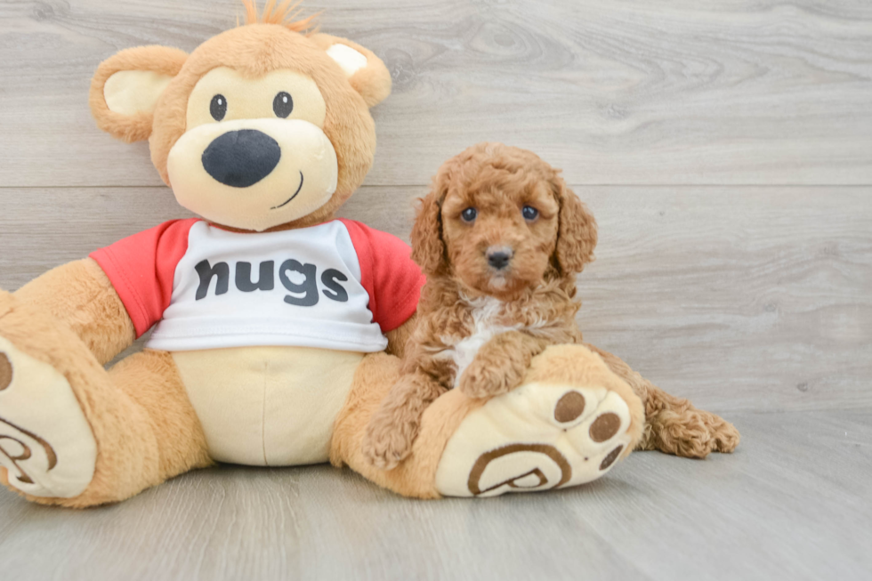 Petite Cavapoo Poodle Mix Pup