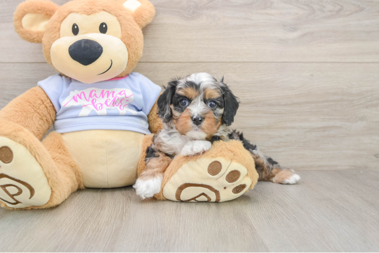 Best Cavapoo Baby