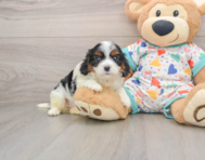 8 week old Cavapoo Puppy For Sale - Premier Pups