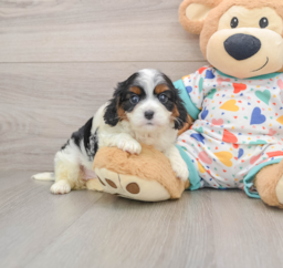 7 week old Cavapoo Puppy For Sale - Premier Pups