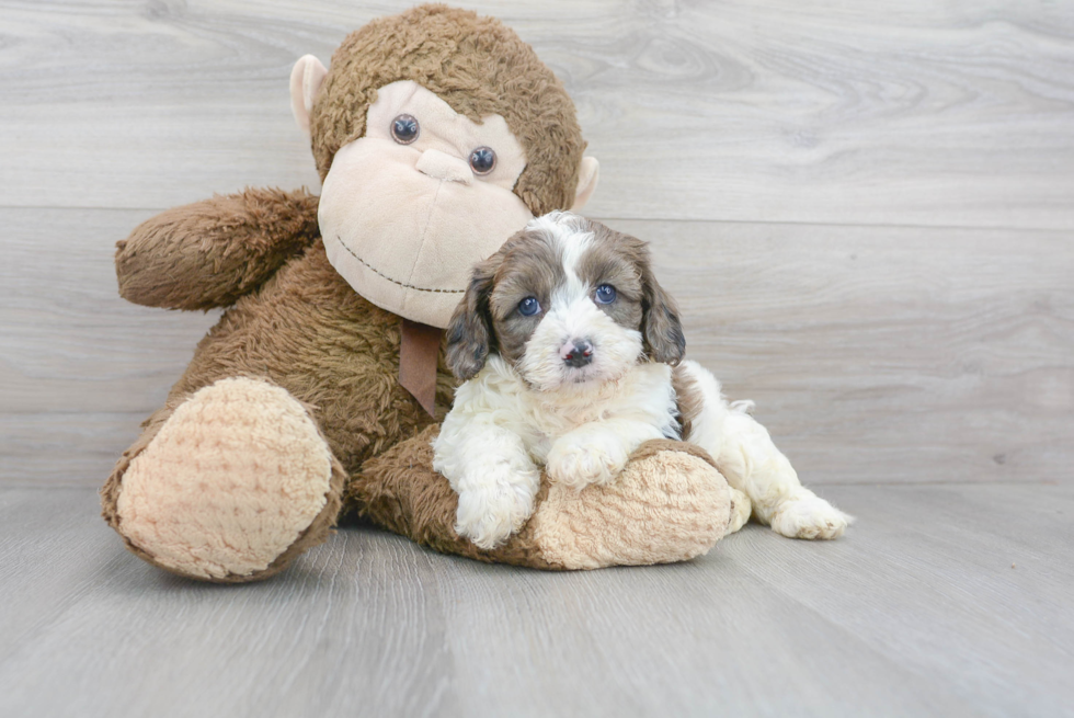 Cavapoo Puppy for Adoption