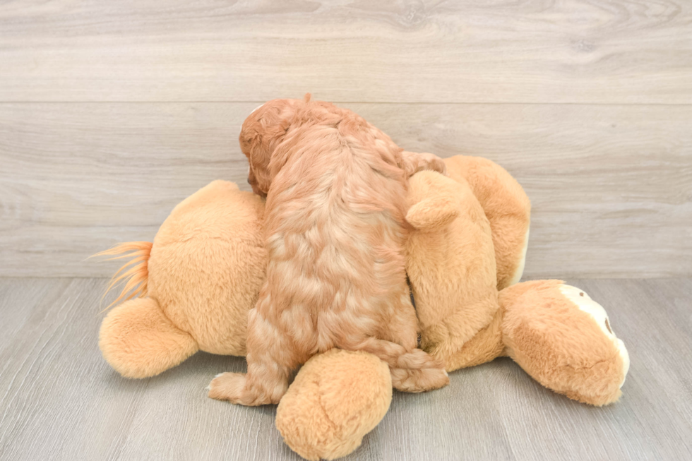 Cavapoo Puppy for Adoption