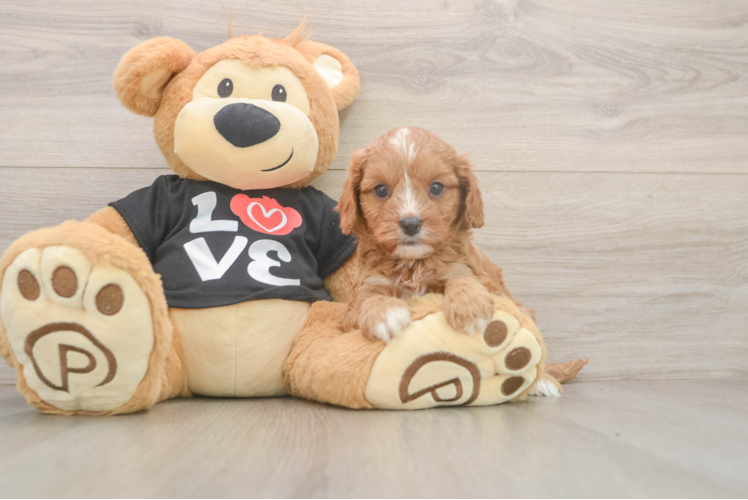 Funny Cavapoo Poodle Mix Pup