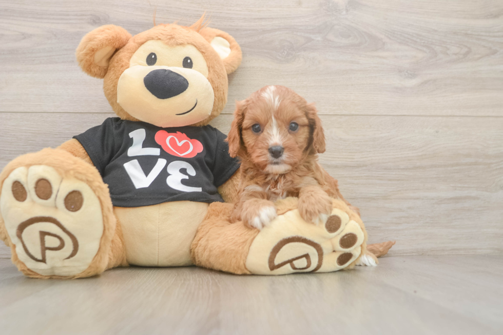 Funny Cavapoo Poodle Mix Pup