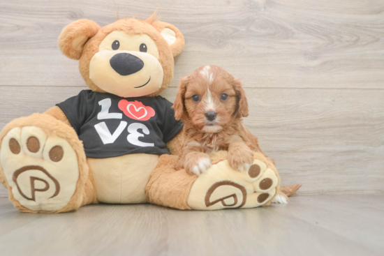 Funny Cavapoo Poodle Mix Pup