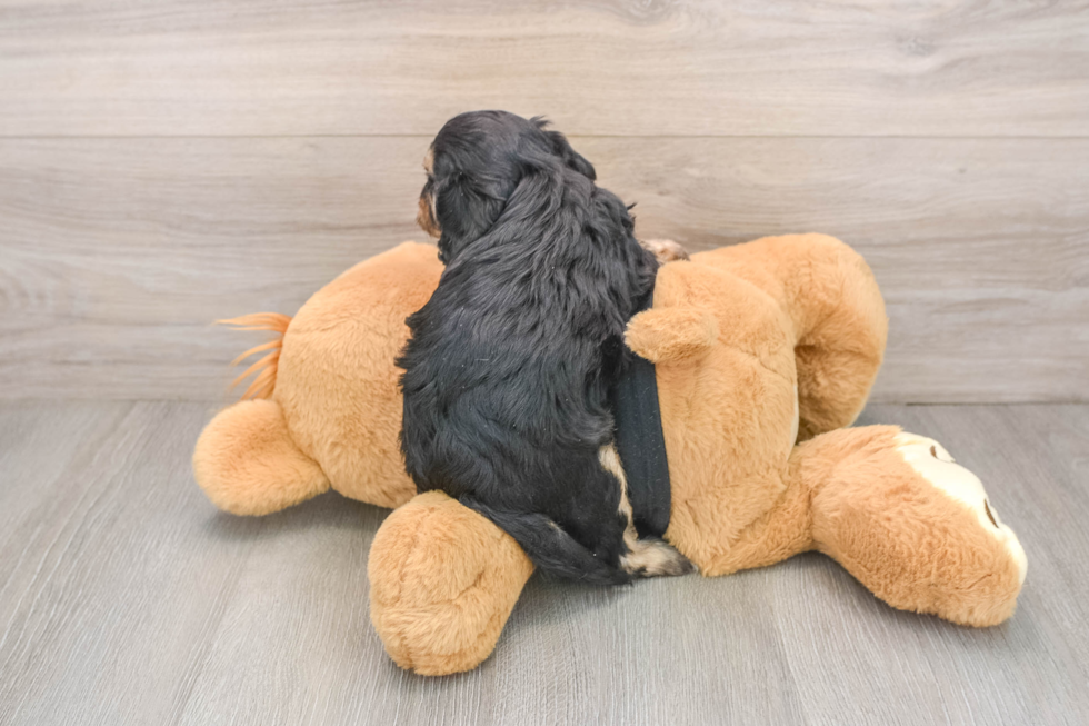 Best Cavapoo Baby