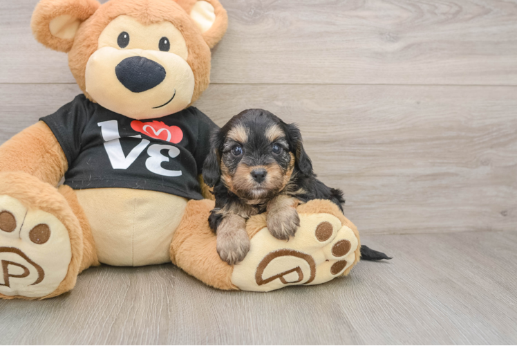 Cavapoo Puppy for Adoption