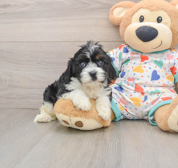 8 week old Cavapoo Puppy For Sale - Premier Pups