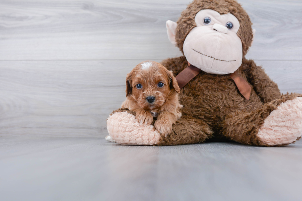 Cavapoo Pup Being Cute