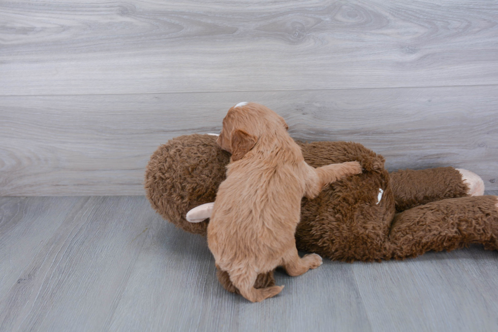 Cavapoo Puppy for Adoption