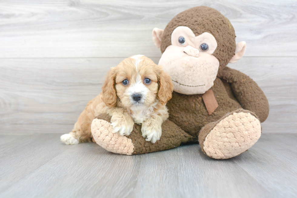 Cavapoo Puppy for Adoption