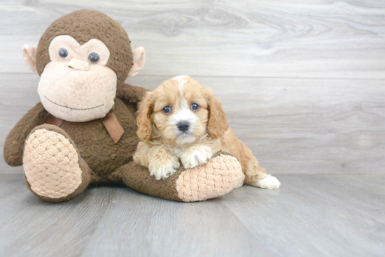 Cavapoo Pup Being Cute
