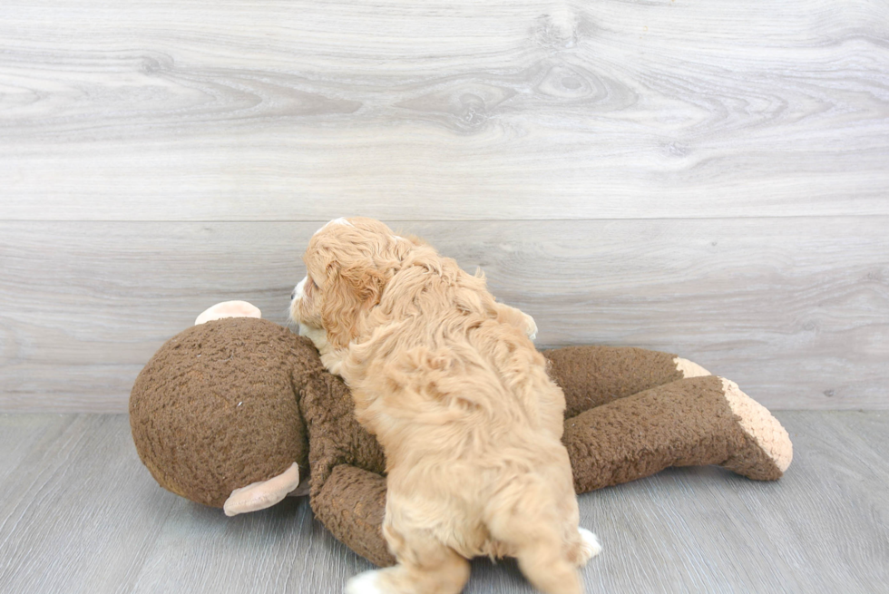Cavapoo Pup Being Cute