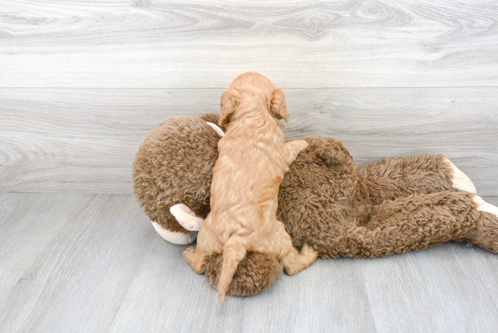 Smart Cavapoo Poodle Mix Pup