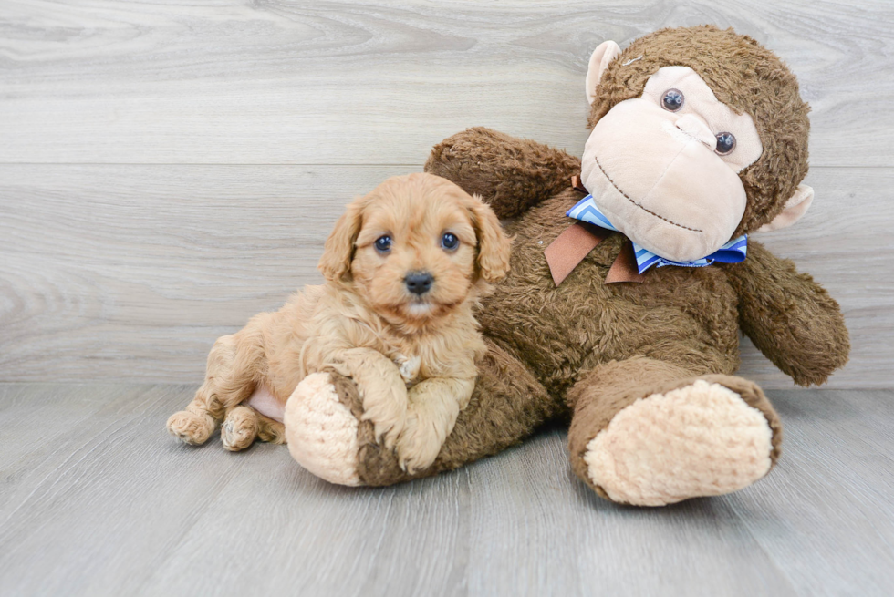 Small Cavapoo Baby