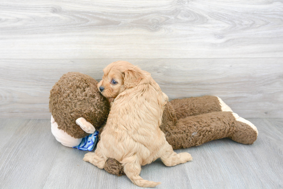 Sweet Cavapoo Baby