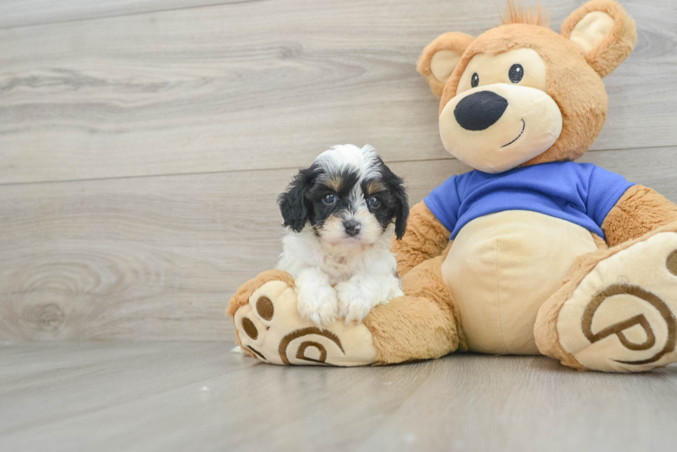 Sweet Cavapoo Baby