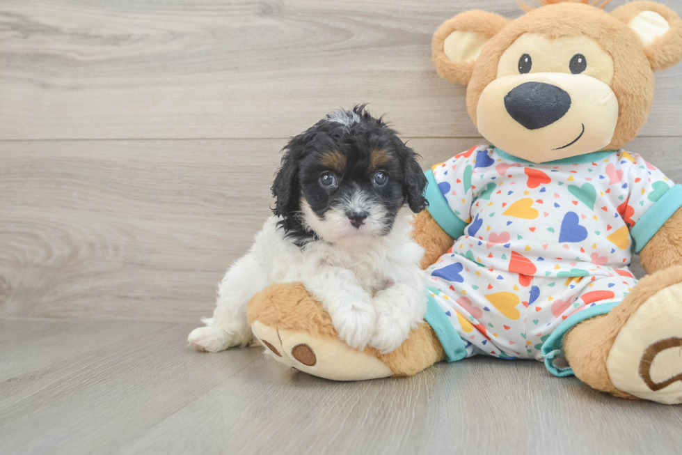 Adorable Cavalier King Charles Spaniel and Poodle Mix Poodle Mix Puppy