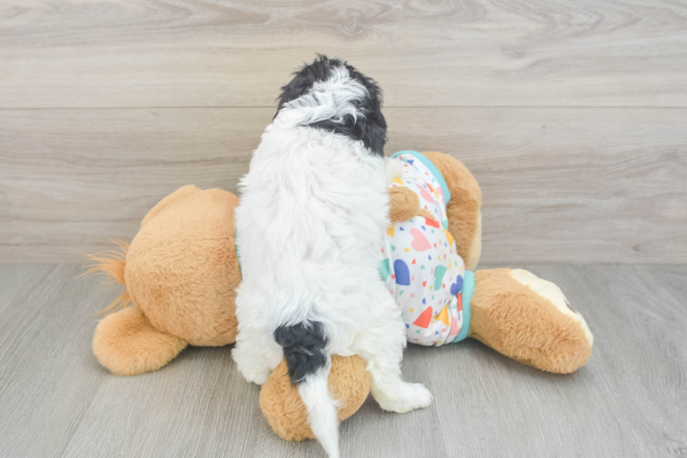 Cavapoo Pup Being Cute