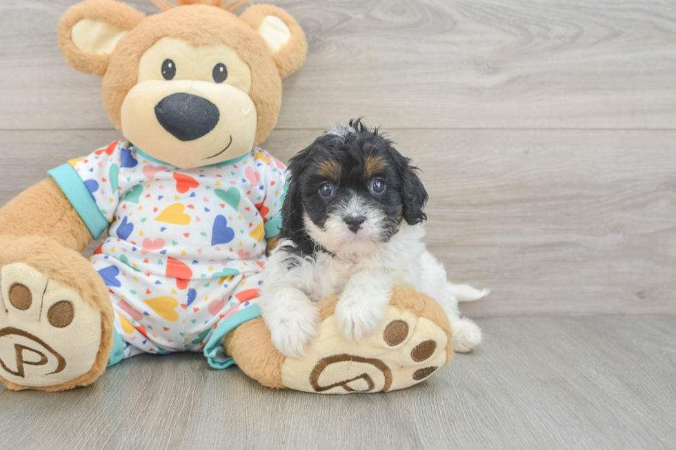 Best Cavapoo Baby