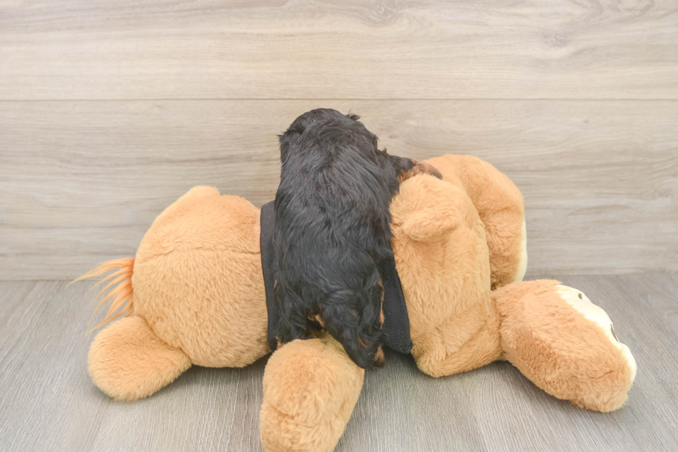 Cavapoo Pup Being Cute