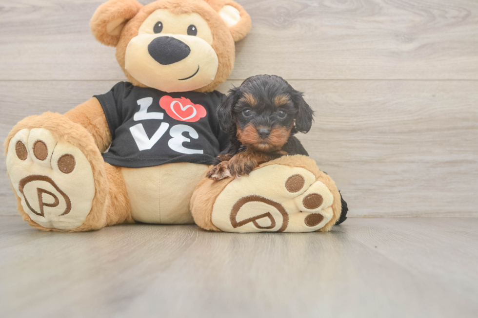 Cavapoo Puppy for Adoption
