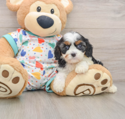 8 week old Cavapoo Puppy For Sale - Premier Pups